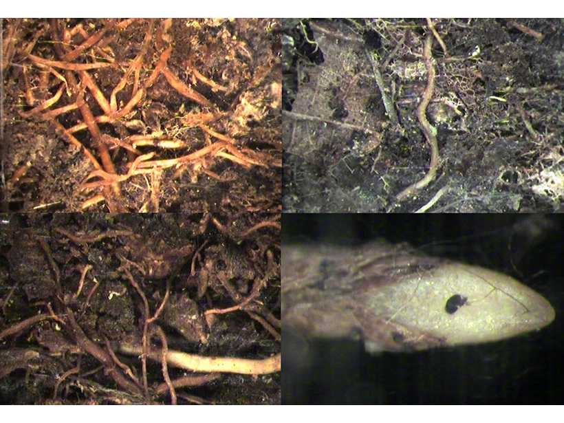 Root diversity in Amazon rain forest