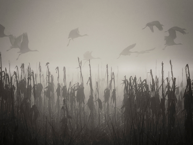 Sandhill cranes fly through the tule fog in the Merced National Wildlife Refuge