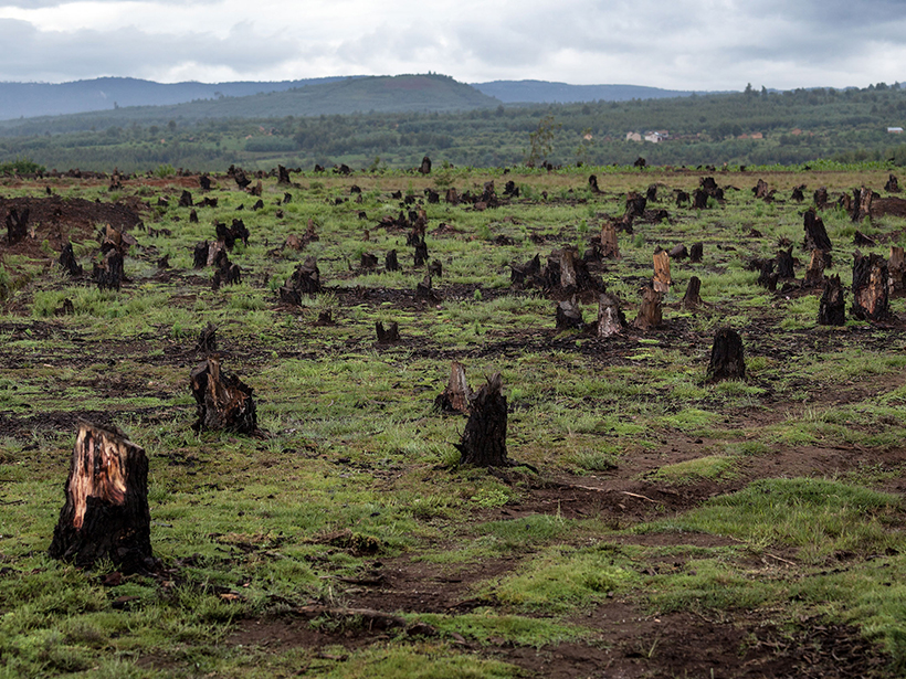 Tree stumps dot a barren landscape.
