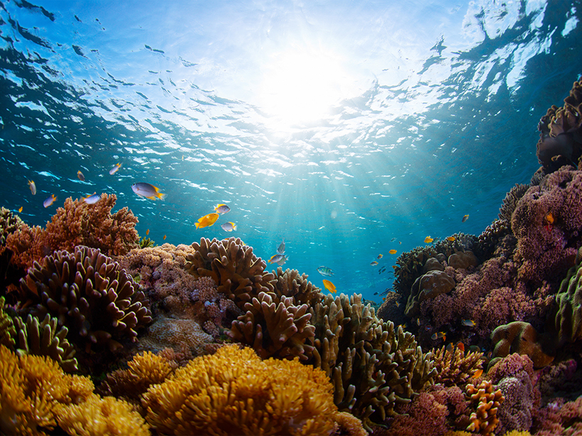Underwater photo of coral and fish