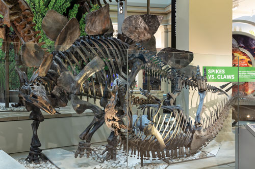 Photo of a fossil display of dinosaurs fighting Photo of a fossil display of dinosaurs fighting