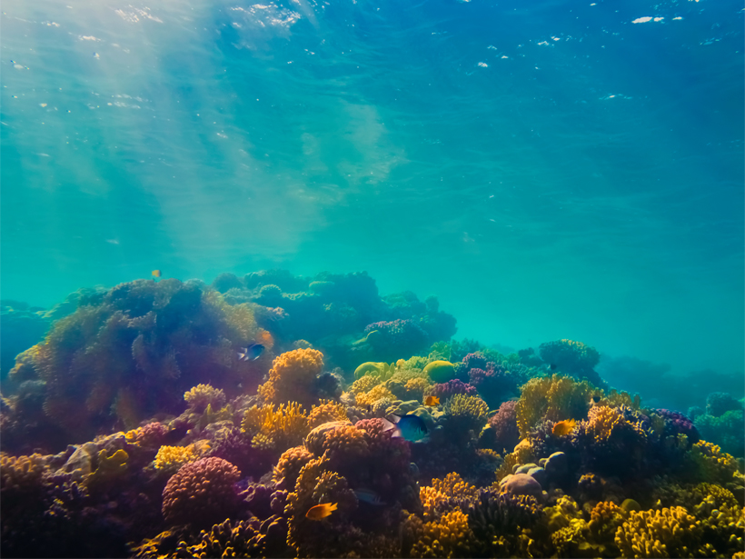 Close-up photo of a colorful coral reef