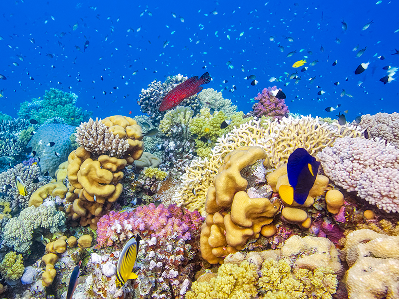Underwater photo of a brightly colored coral reef with fish swimming