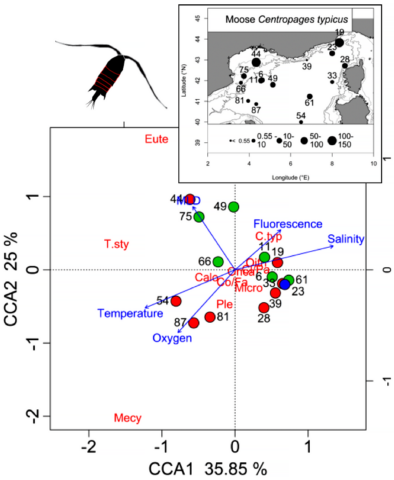 Abundance distribution of the copepod plankton species <em>Centropages typicus</em> during MOOSE_GE 2014. Abundance distribution of the copepod plankton species <em>Centropages typicus</em> during MOOSE_GE 2014.