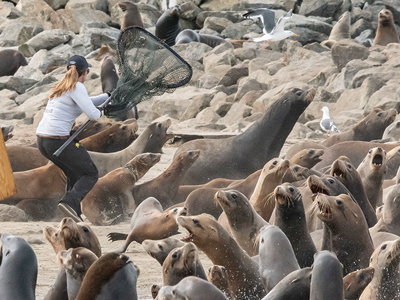 Oceanographer Julia O’Hern responding to a sea lion entanglement issue in 2018
