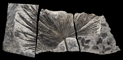 Trace fossil of a palm Trace fossil of a palm