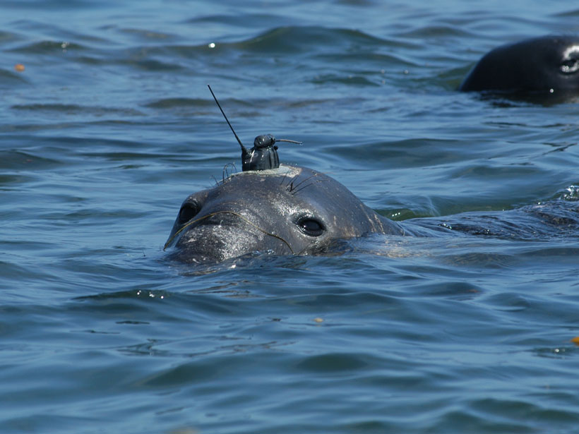 A seal with a radio transmitter on its head surfaces in the ocean