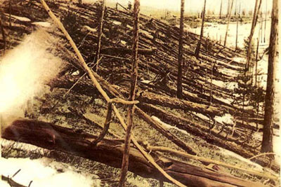 Sepia photo of flattened trees in a forest Sepia photo of flattened trees in a forest