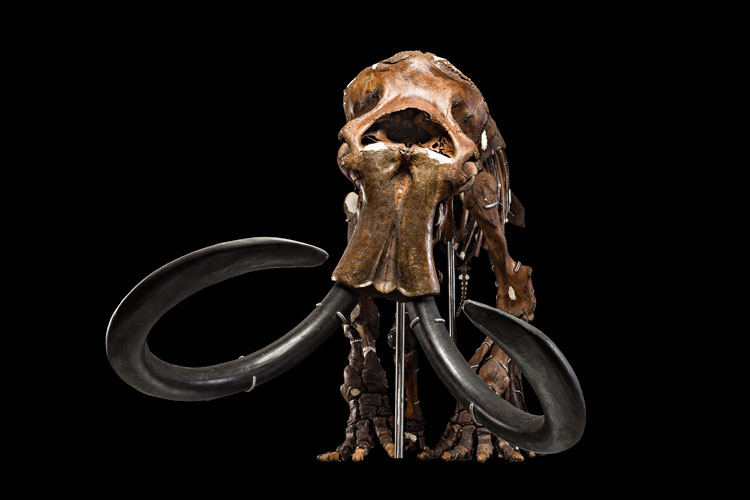 Woolly mammoth fossil Woolly mammoth fossil