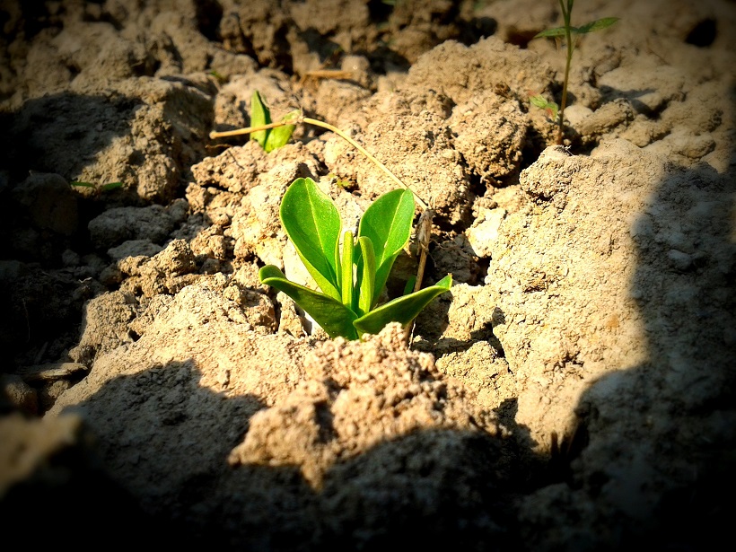 Young plant shoot growing in soil