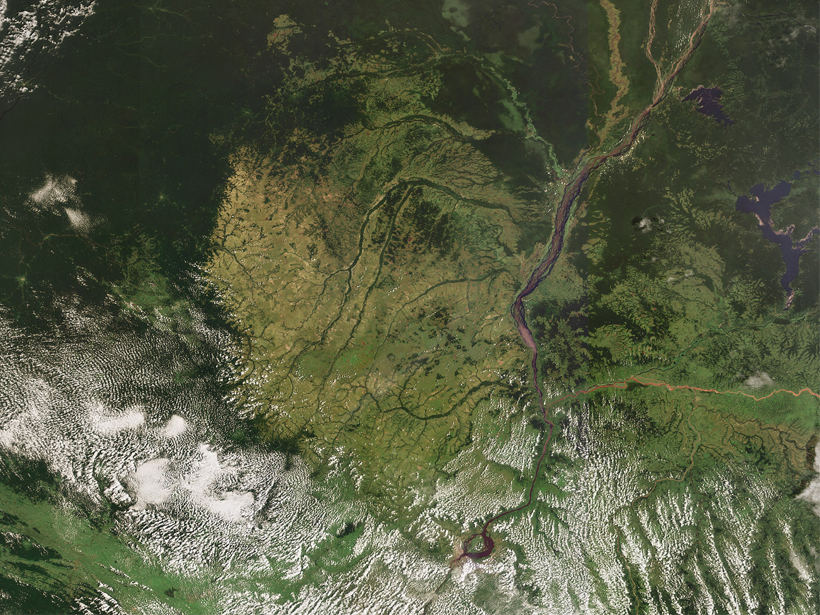14+ Congo Rainforest Plants Gif