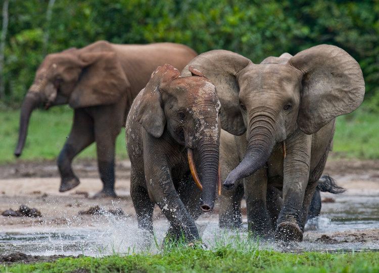Forest elephants playing in water
