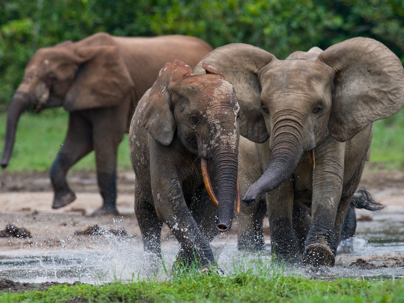 Forest elephants playing in water