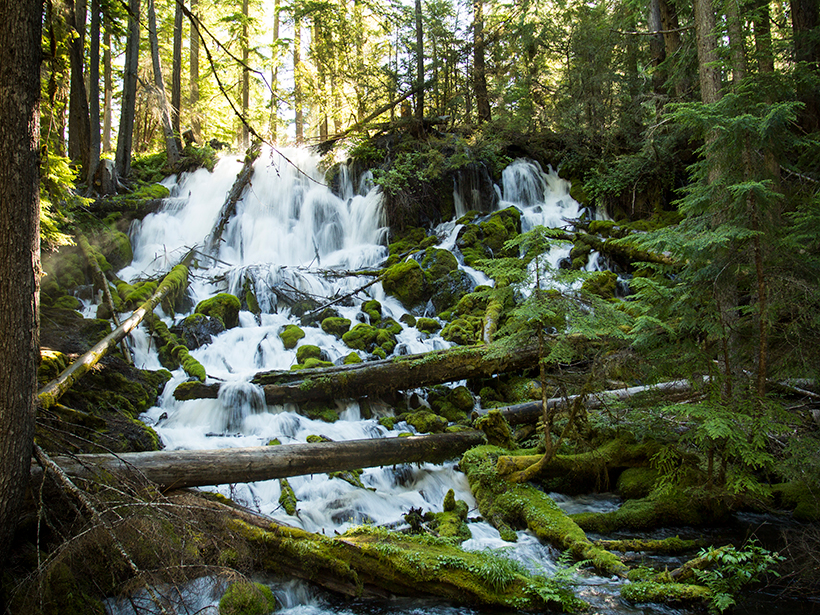 A cold-water stream flows through a dense forest.