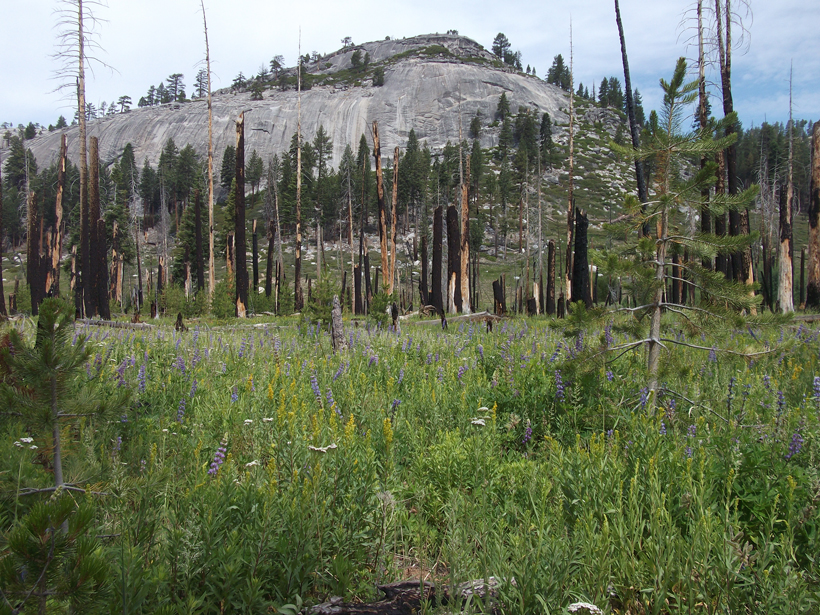 Lupines bloom in Illilouette Creek Basin in Yosemite National Park.