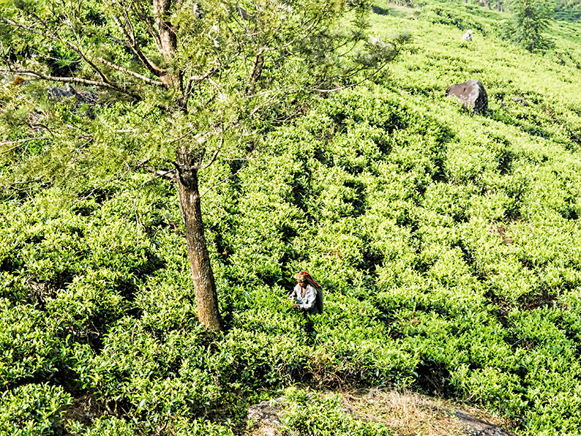 Photo of a sunny hillside tea plantation