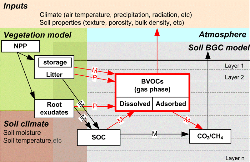 Schematic drawing of the soil BVOC model