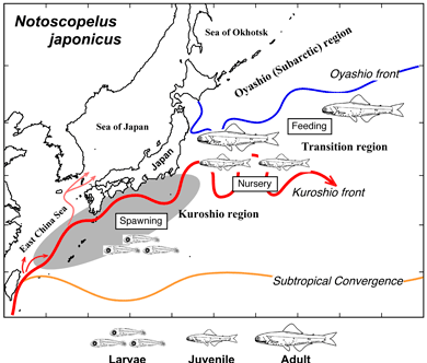Possible spawning migrations of Notoscopelus japonicus
