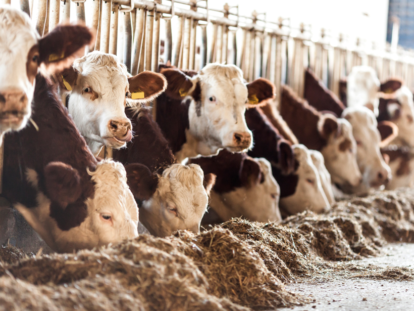 Row of cattle feeding