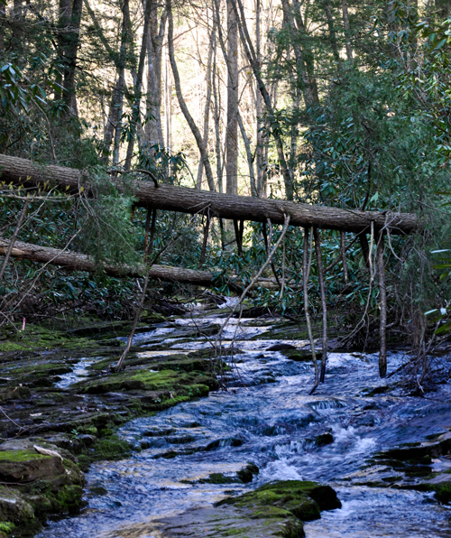 A creek runs through a thick forest.