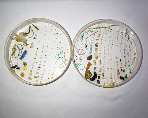 Photo of microplastics in petri dishes Photo of microplastics in petri dishes