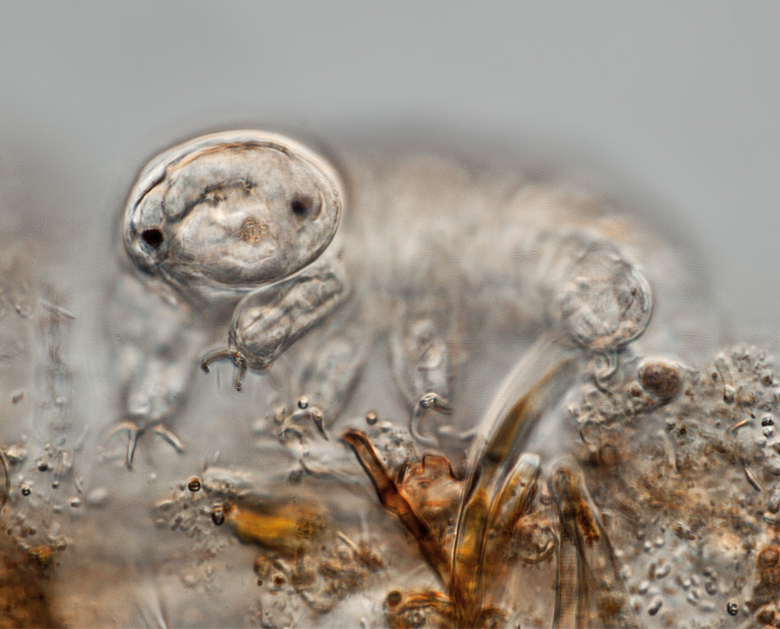 Microscopic image of a tardigrade