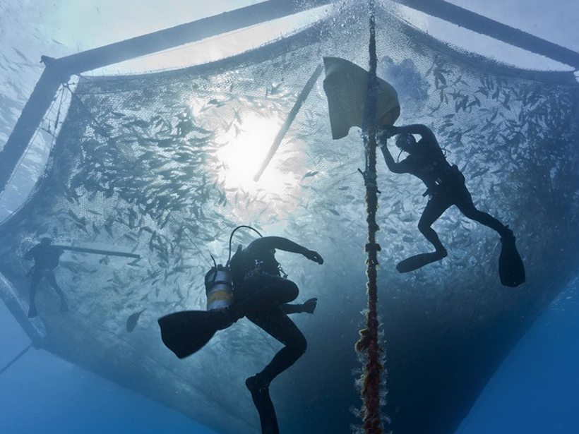 Sustainable marine aquaculture