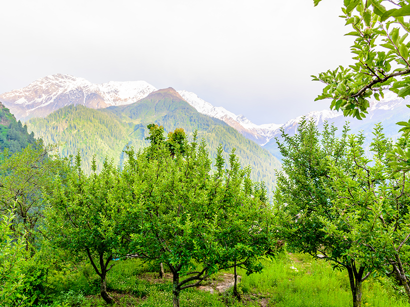 As Climate Changes, So Does the Apple as Rising Temperatures Push Growers Higher Into Himalayas - Eos