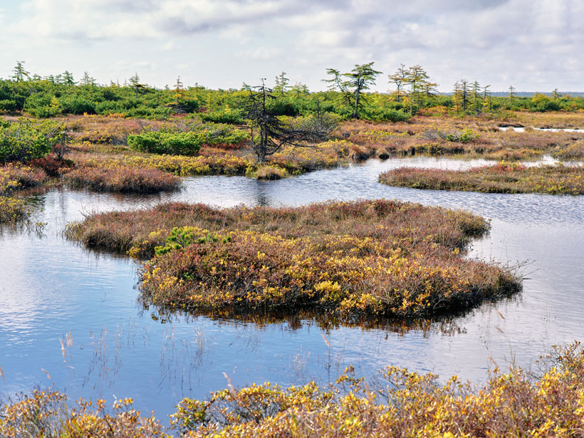Yellow, dry grass; green trees; and blue cloudy sky