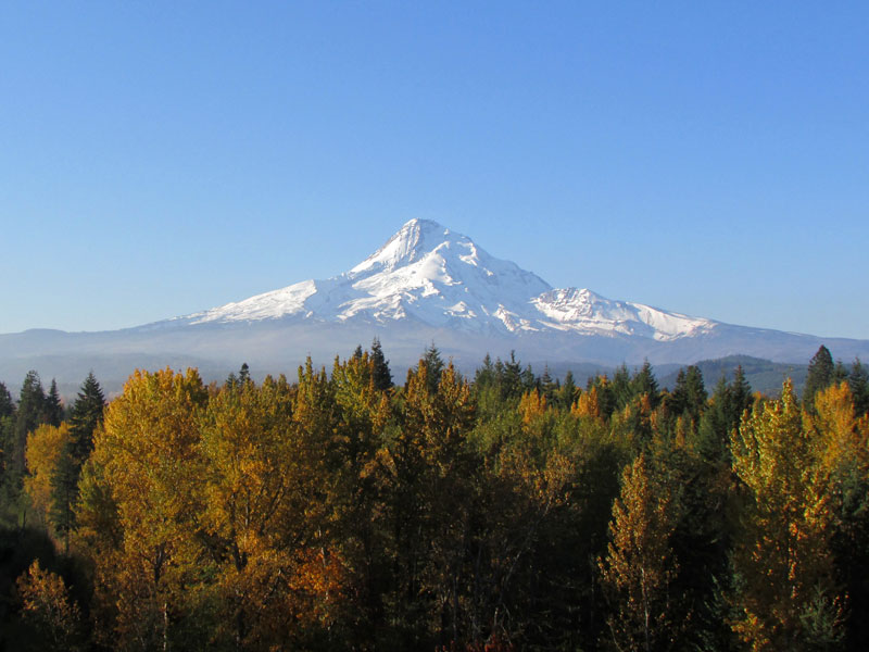 Fall foliage foregrounds gorgeous, glaciered Mount Hood