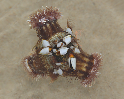 Photo of marine biota affixed to a pumice substrate Photo of marine biota affixed to a pumice substrate