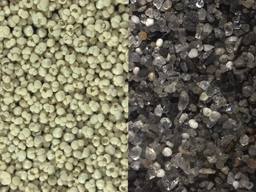 Photomicrographs showing typical subpolar (left) and polar (right) foraminiferal assemblages