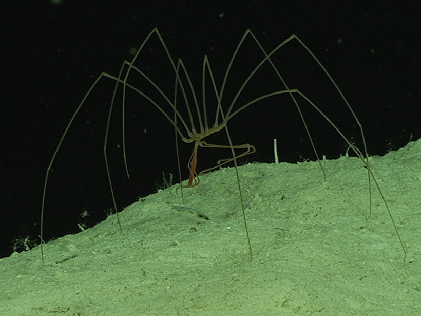 Sea spider