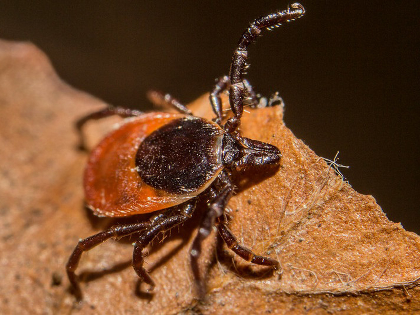 A female blacklegged tick