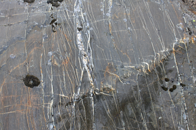Quartz filled fractures in slate, Antarctica