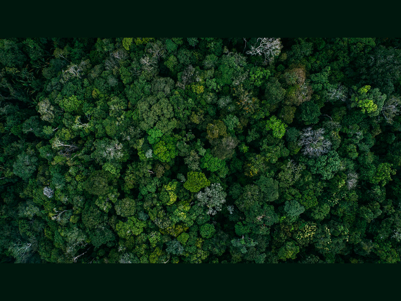 Bird’s-eye image of the tree canopy in an intact section of the Brazilian rain forest