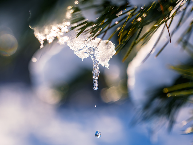 Water dripping from snow on a tree