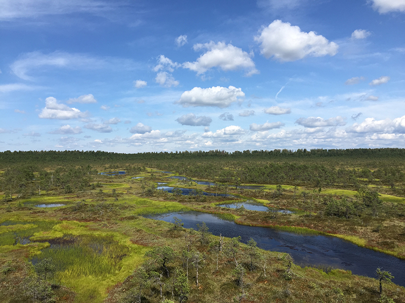 A landscape view of a peatland in Estonia