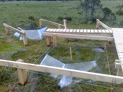 A wooden bog bridge extending out to two peatland study plots in France