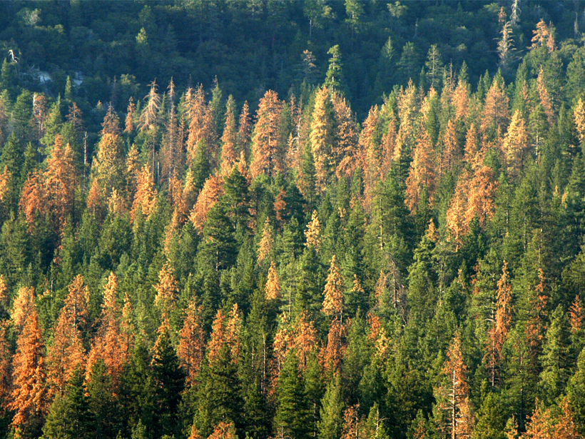 Green and brown pine trees in a forest