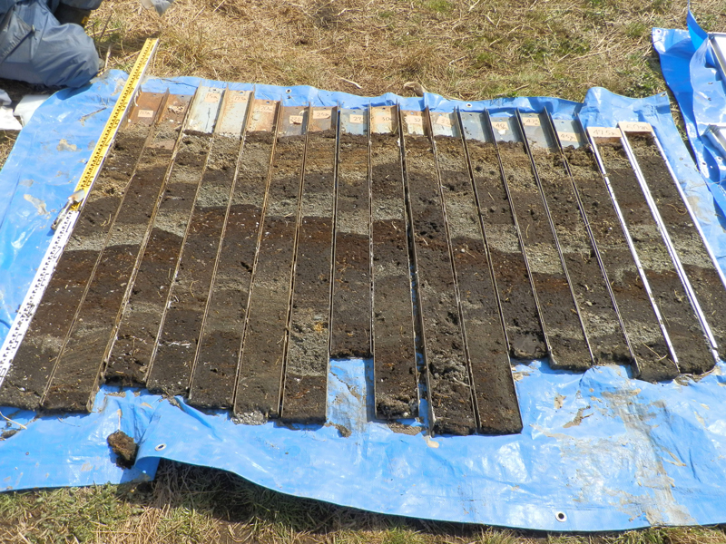 An array of sediment cores lined up on a blue tarp