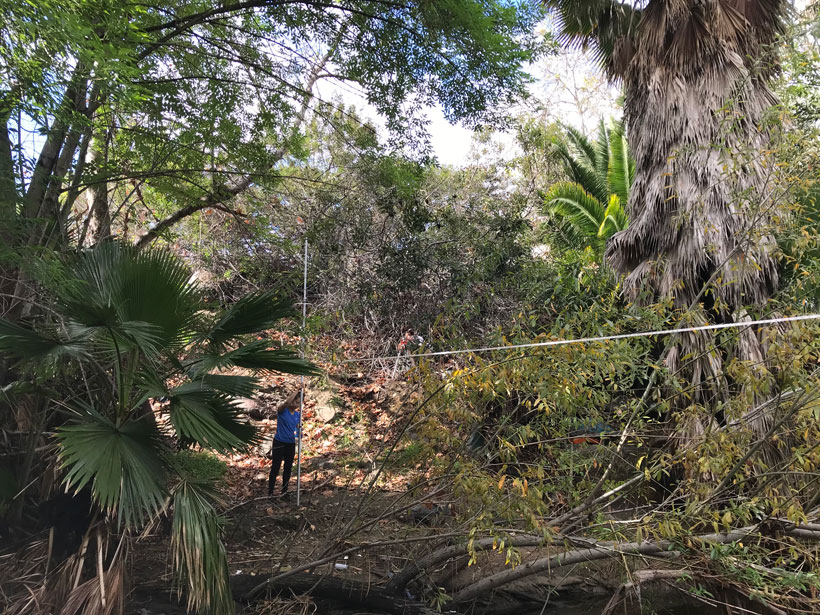 Photo of palm trees with lots of dead fronds in canyon in Alvarado Creek