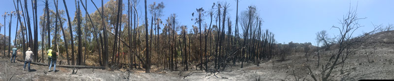Panoramic photo of burned palm trees