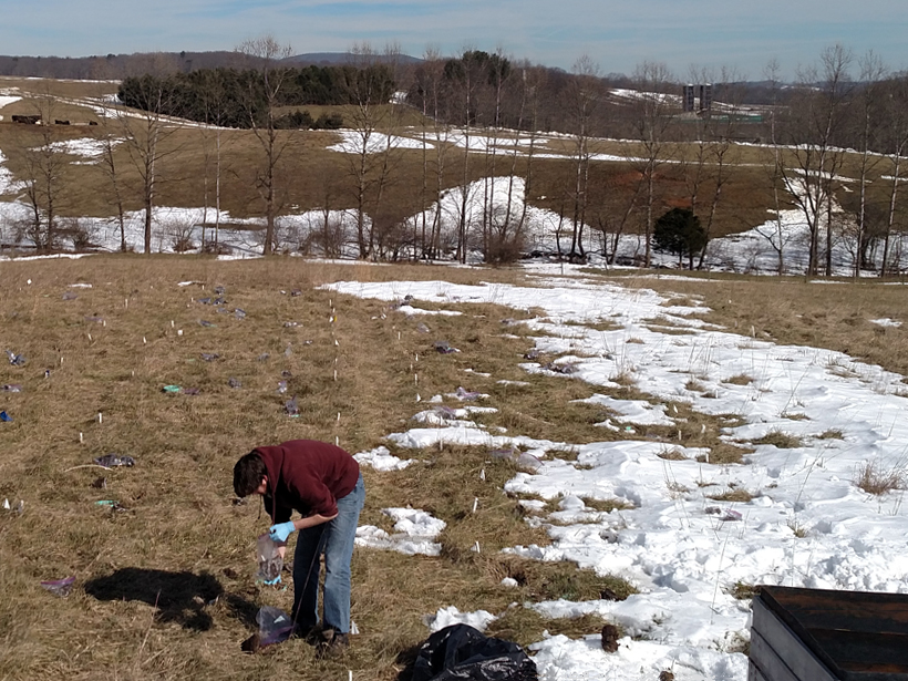 A person applies manure to an agricultural field in winter, with cattle in distance.