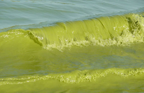 A small wave, green with algae, crashes on the beach of Lake Erie.
