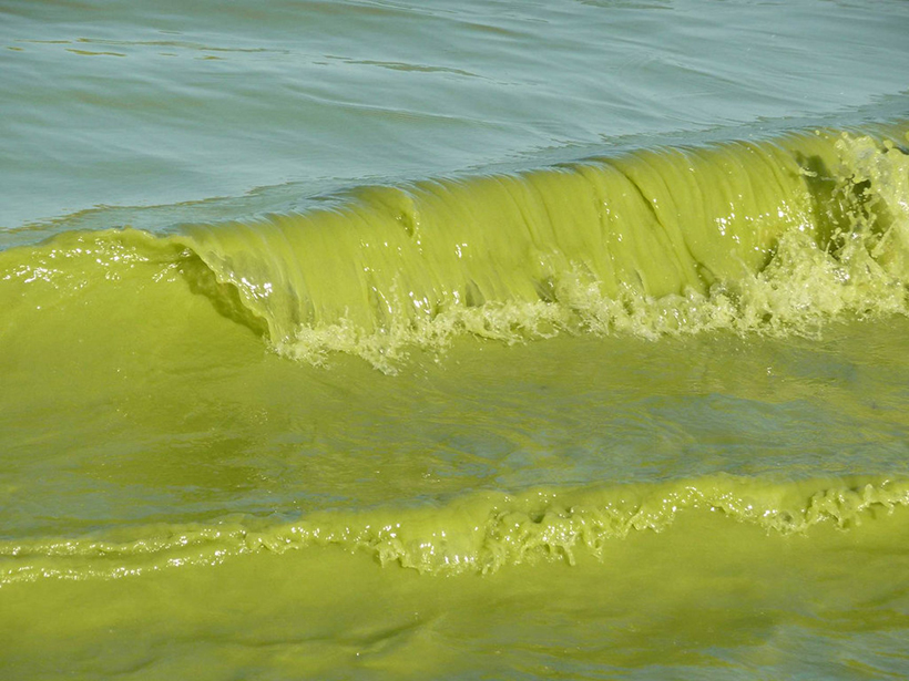 Toxic Algal Blooms Are Worsening with Climate Change - Eos