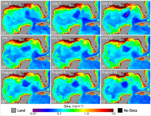 Sequence of images showing daily chlorophyll a concentrations in the Gulf of Mexico from 2 July to 11 August 2019 Sequence of images showing daily chlorophyll a concentrations in the Gulf of Mexico from 2 July to 11 August 2019
