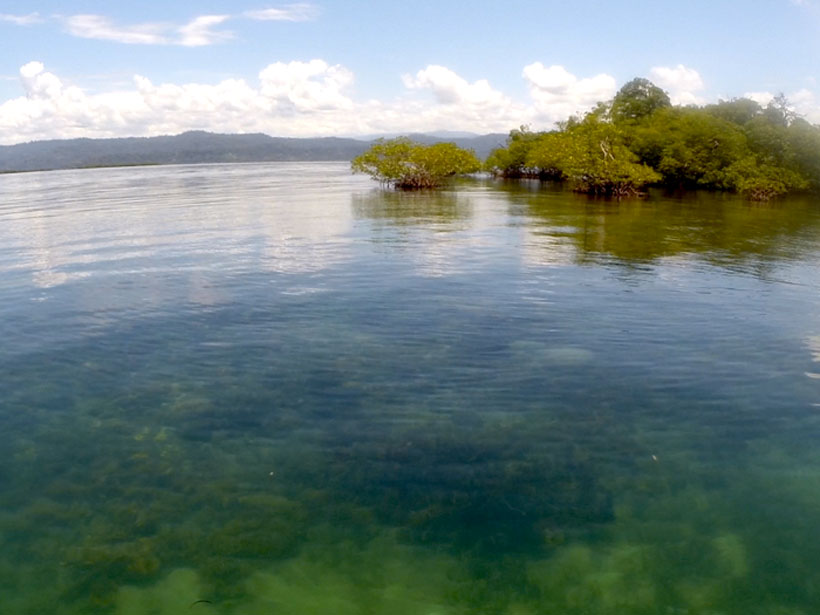 Seagrass and mangrove habitats at Bocas del Toro in Panama typify these vital, but endangered, coastal ecosystems.