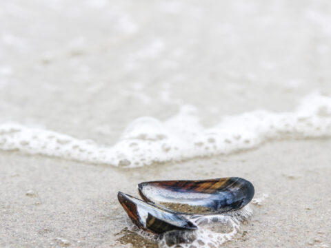 Close-up of a mussel shell near the waterline on a sandy beach