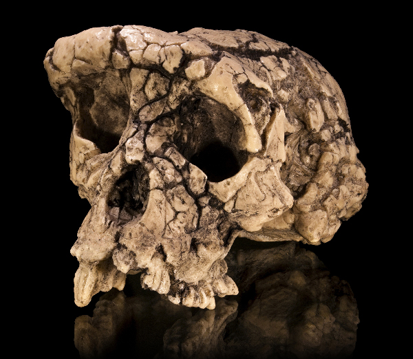 fossil-skull fossil-skull